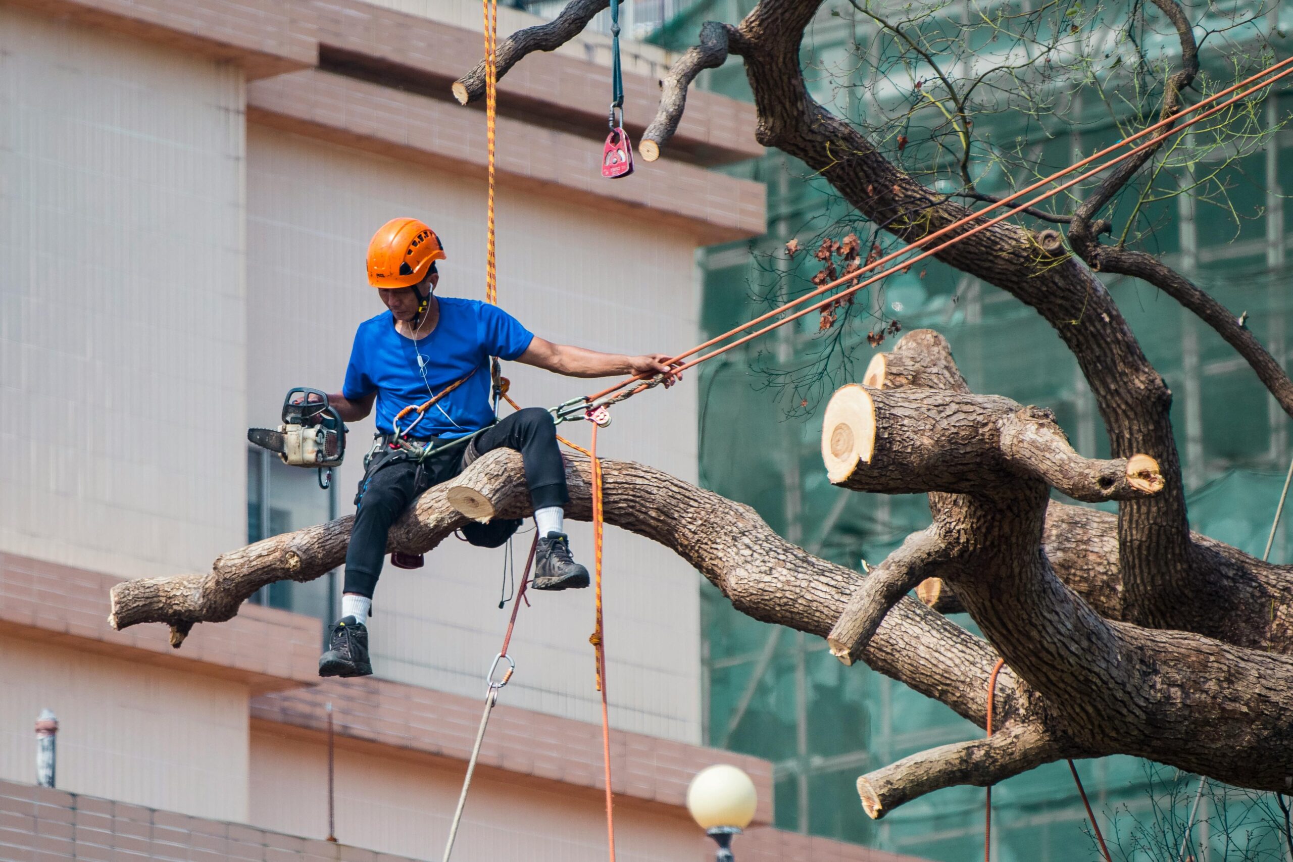 Safety Tips for DIY Tree Care (And When to Call a Pro)